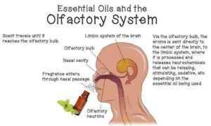 Olfactory system